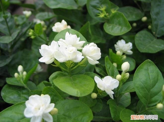 人养花,花也养人,这15种花,越养家里越干净,人养花,花亦滋养着人!100种室内盆栽花草图鉴,有您喜欢的吗?