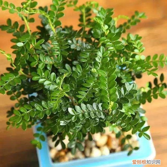 人养花,花也养人,这15种花,越养家里越干净,人养花,花亦滋养着人!100种室内盆栽花草图鉴,有您喜欢的吗?