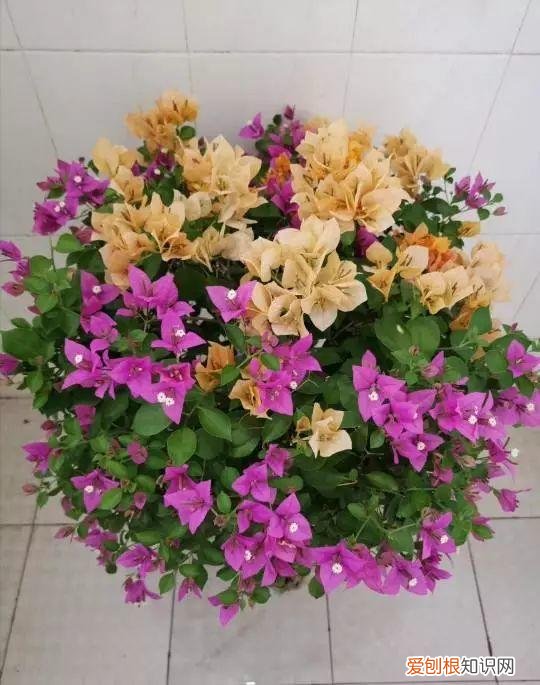 什么植物吸土,15种花,沾土就活,特有成就感,养一次就上瘾