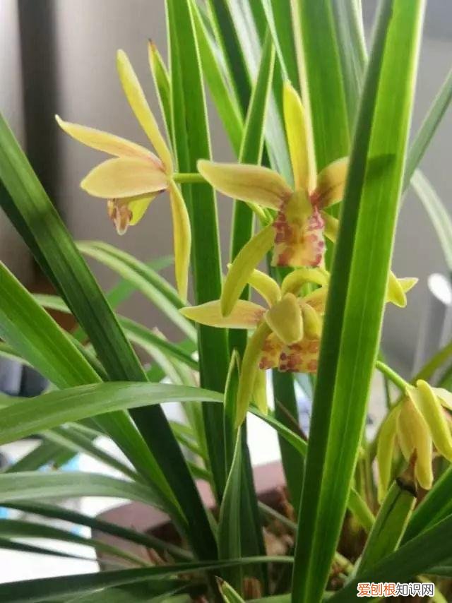 什么植物吸土,15种花,沾土就活,特有成就感,养一次就上瘾