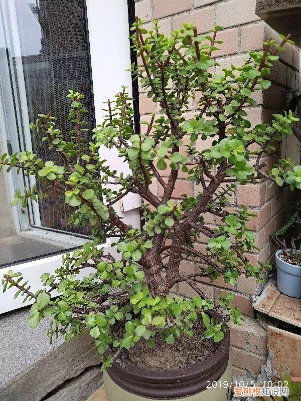 什么植物吸土,15种花,沾土就活,特有成就感,养一次就上瘾