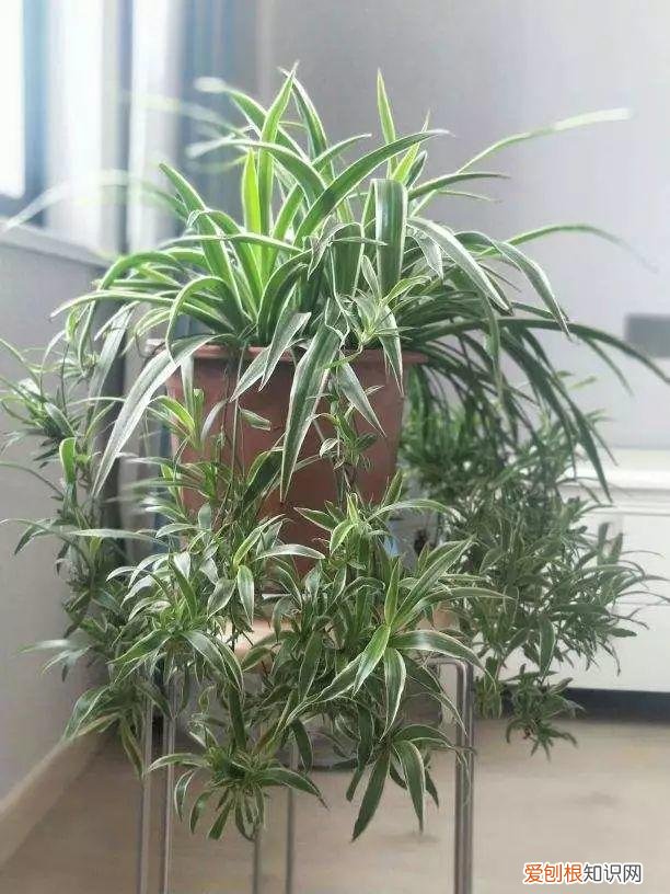 什么植物吸土,15种花,沾土就活,特有成就感,养一次就上瘾