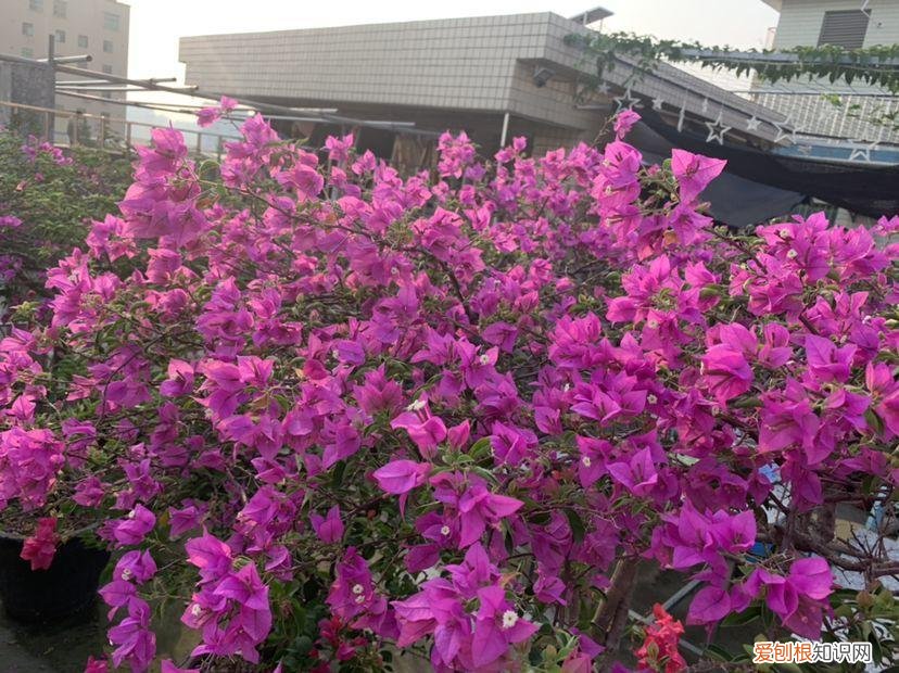 什么植物吸土,15种花,沾土就活,特有成就感,养一次就上瘾