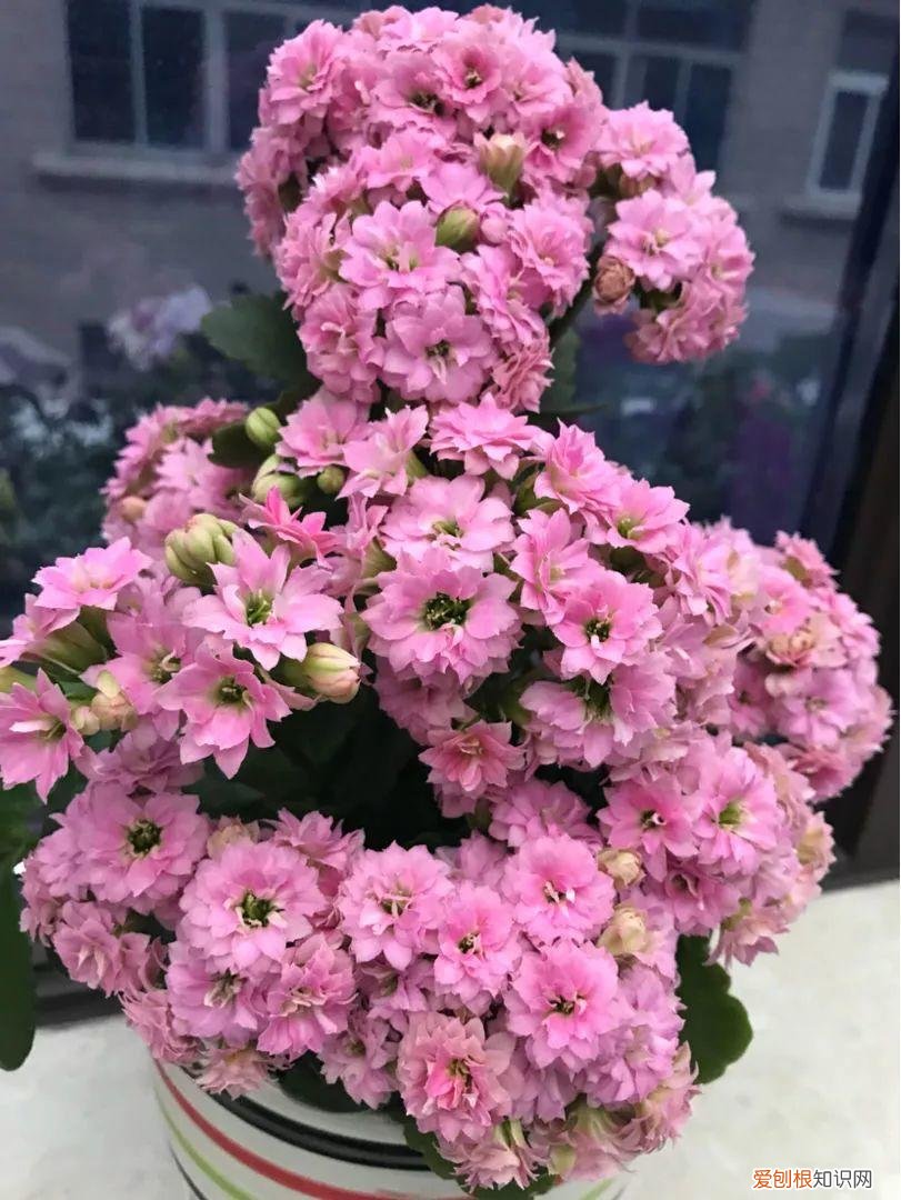 什么植物吸土,15种花,沾土就活,特有成就感,养一次就上瘾