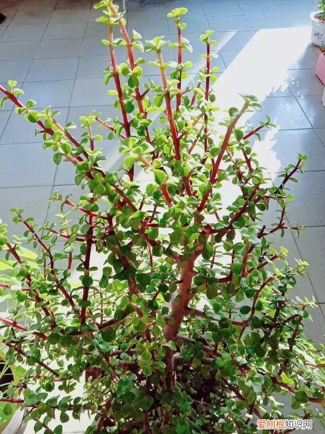 什么植物吸土,15种花,沾土就活,特有成就感,养一次就上瘾