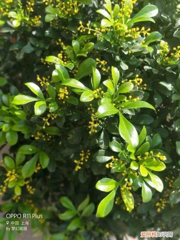 什么植物吸土,15种花,沾土就活,特有成就感,养一次就上瘾