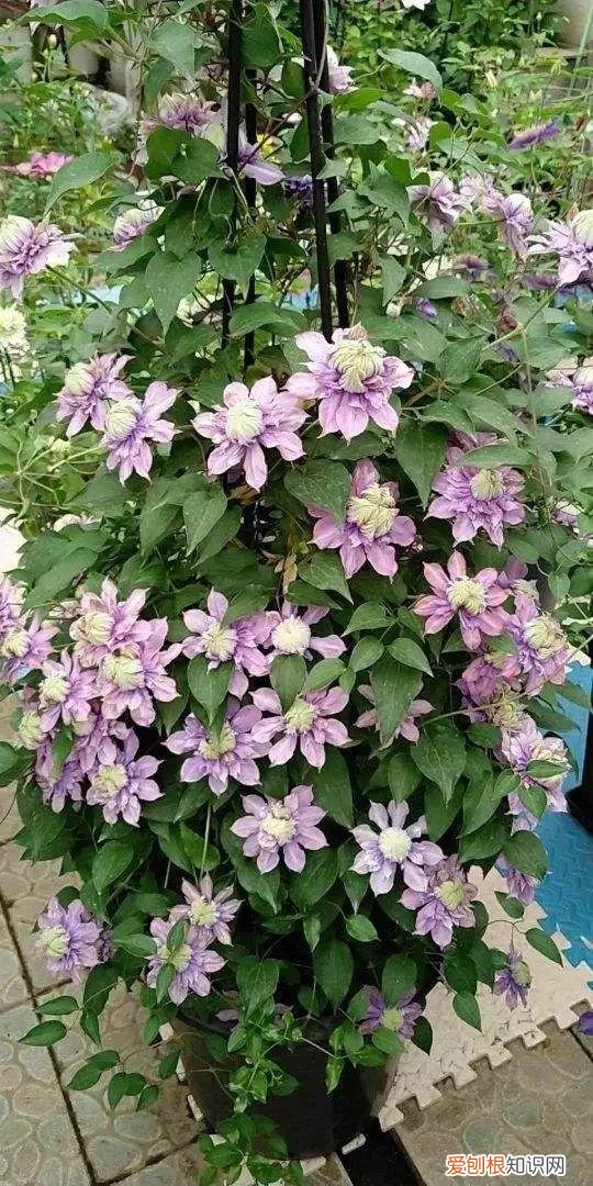 什么植物吸土,15种花,沾土就活,特有成就感,养一次就上瘾