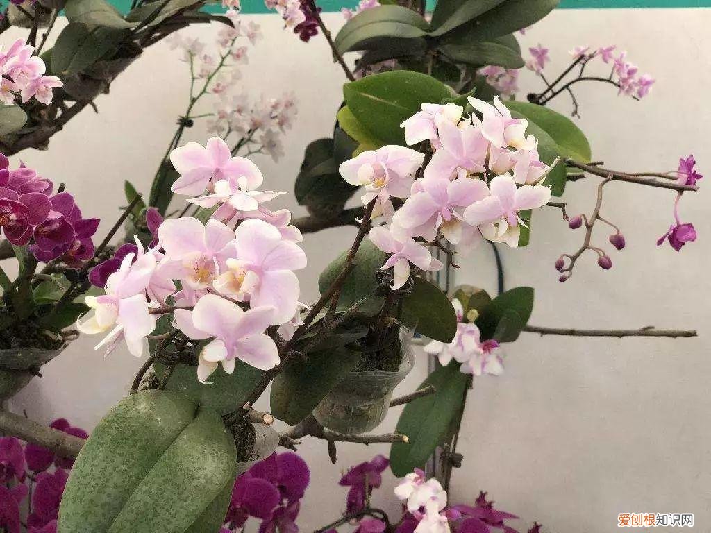 什么植物吸土,15种花,沾土就活,特有成就感,养一次就上瘾