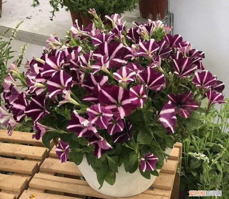 什么植物吸土,15种花,沾土就活,特有成就感,养一次就上瘾
