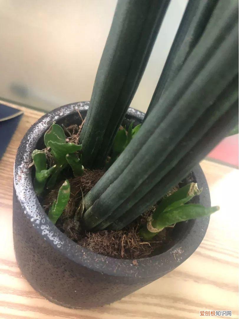 什么植物吸土,15种花,沾土就活,特有成就感,养一次就上瘾