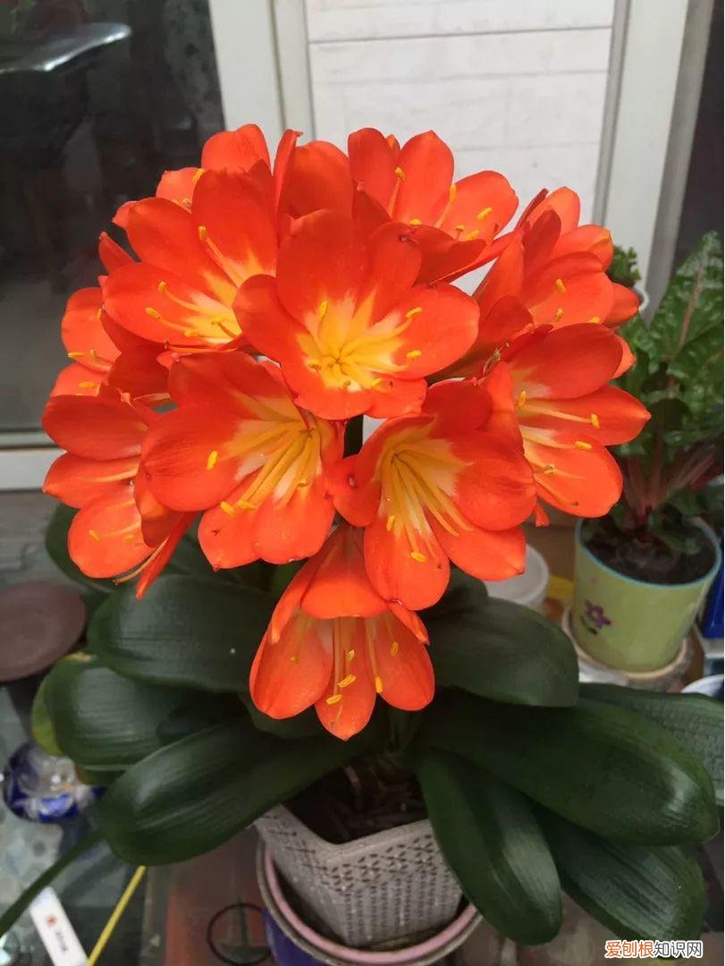 什么植物吸土,15种花,沾土就活,特有成就感,养一次就上瘾