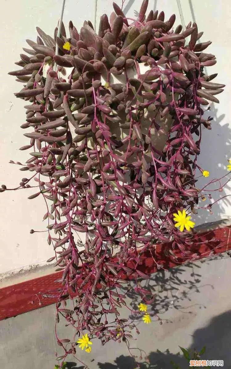 什么植物吸土,15种花,沾土就活,特有成就感,养一次就上瘾