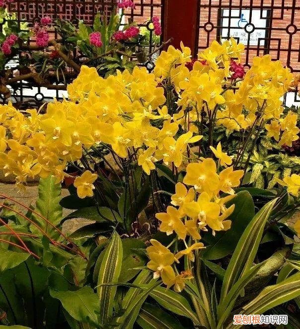 什么植物吸土,15种花,沾土就活,特有成就感,养一次就上瘾
