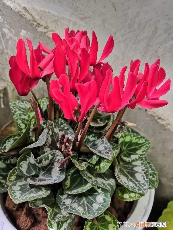 什么植物吸土,15种花,沾土就活,特有成就感,养一次就上瘾