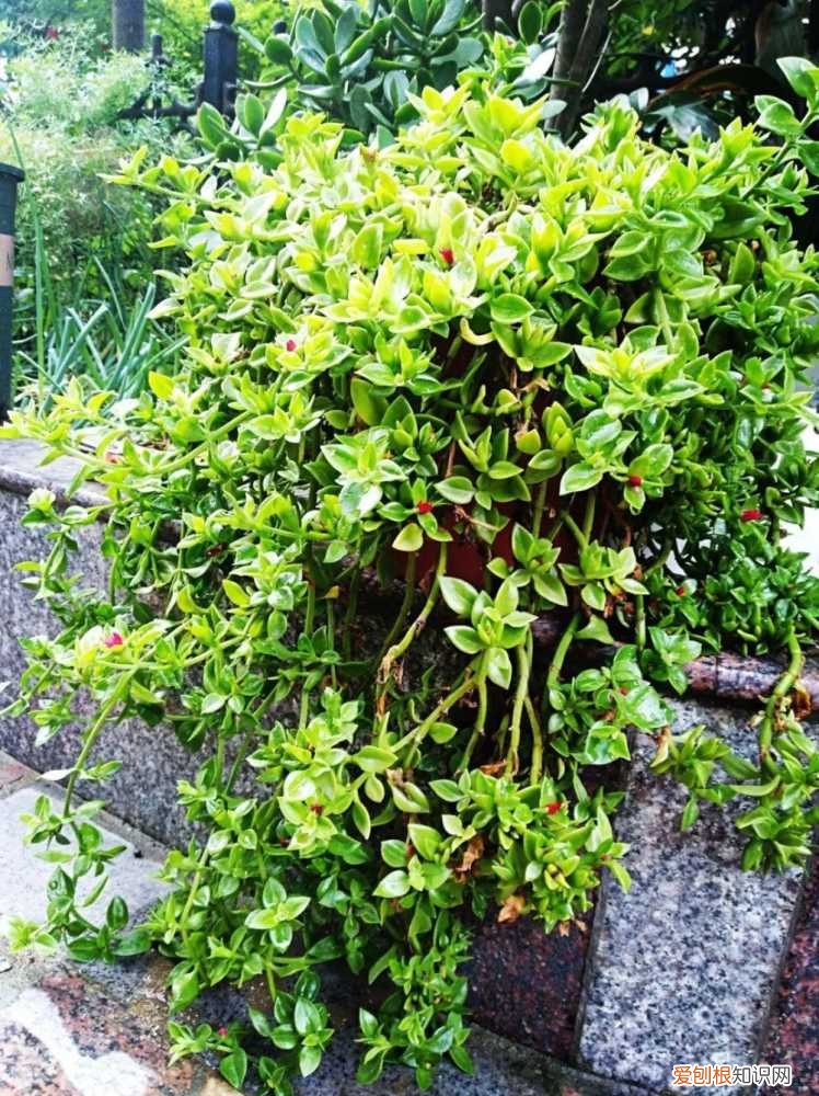 什么植物吸土,15种花,沾土就活,特有成就感,养一次就上瘾