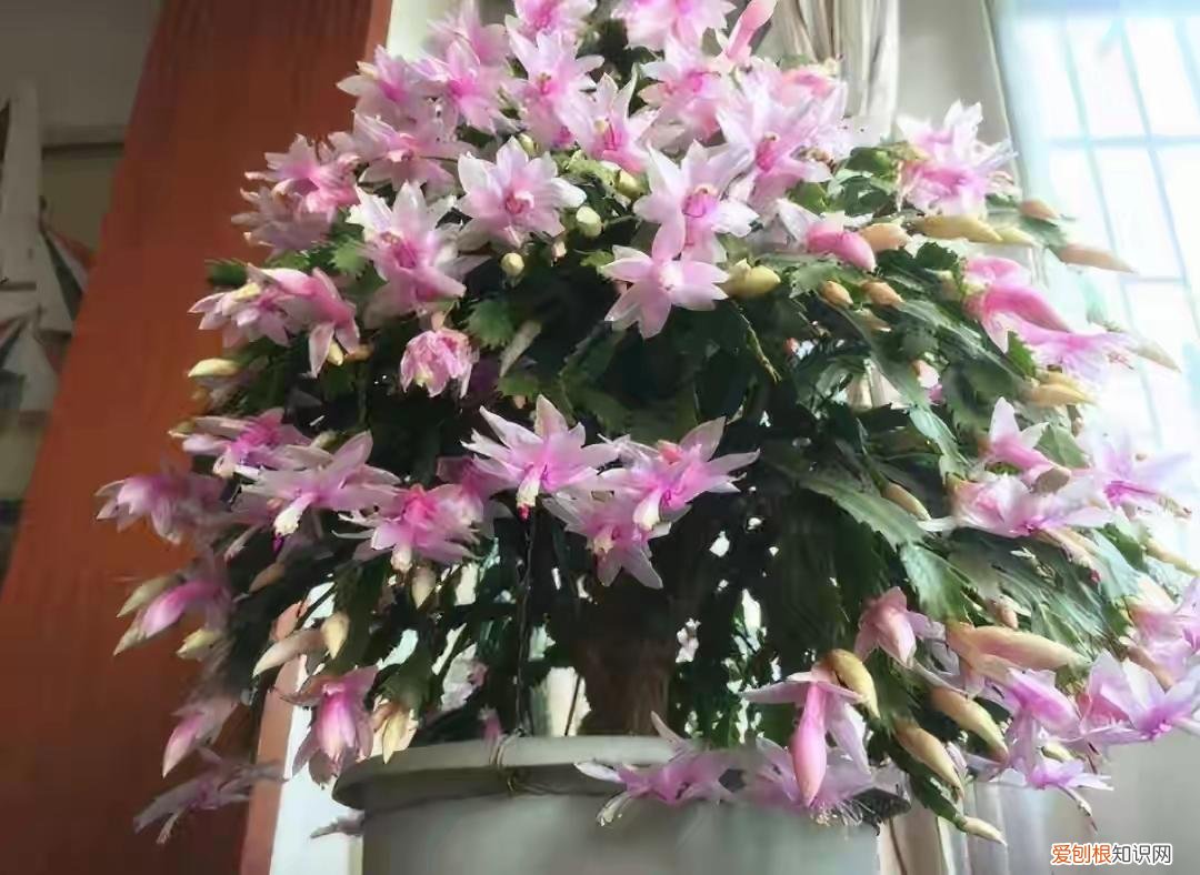 养好一盆花，“人养花三年，花养人一生！”家居盆花100种，总有几款你喜欢