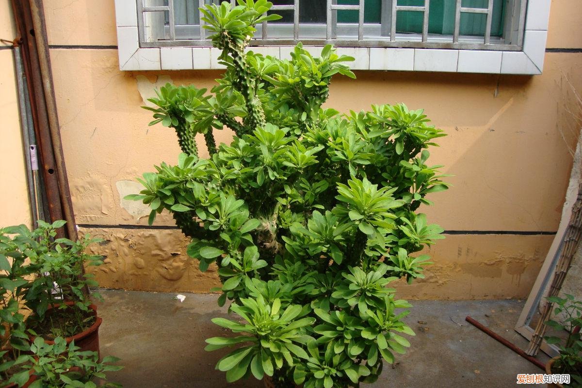养好一盆花，“人养花三年，花养人一生！”家居盆花100种，总有几款你喜欢