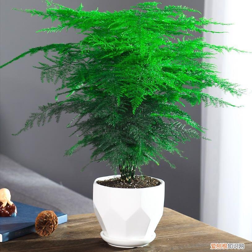 养好一盆花，“人养花三年，花养人一生！”家居盆花100种，总有几款你喜欢