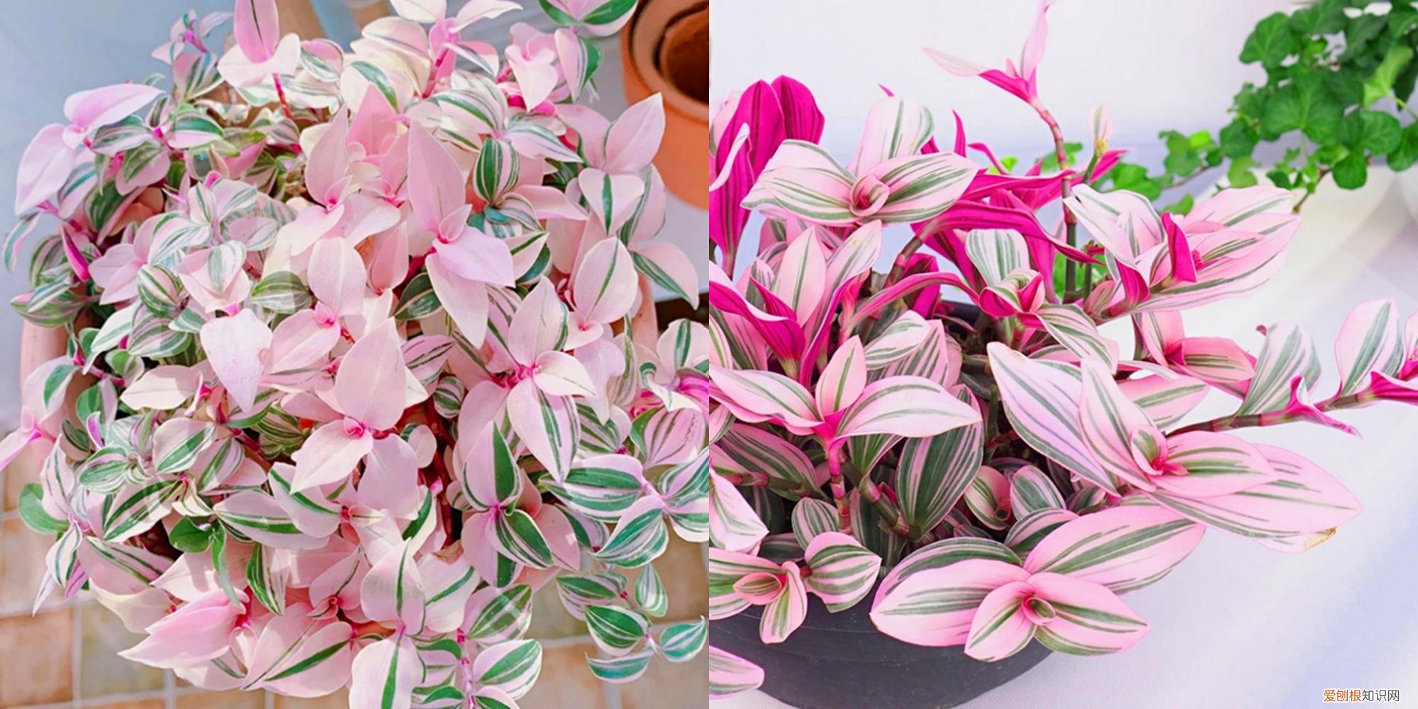 养好一盆花，“人养花三年，花养人一生！”家居盆花100种，总有几款你喜欢