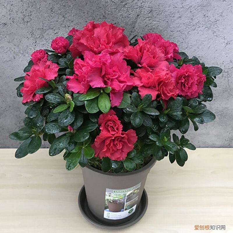 养好一盆花，“人养花三年，花养人一生！”家居盆花100种，总有几款你喜欢
