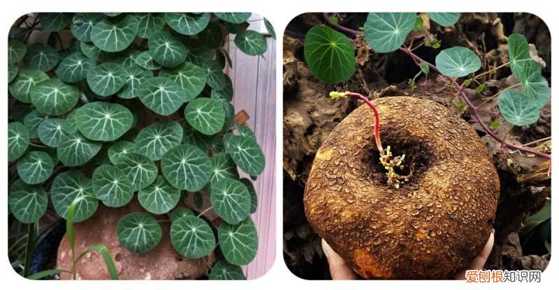 养好一盆花，“人养花三年，花养人一生！”家居盆花100种，总有几款你喜欢