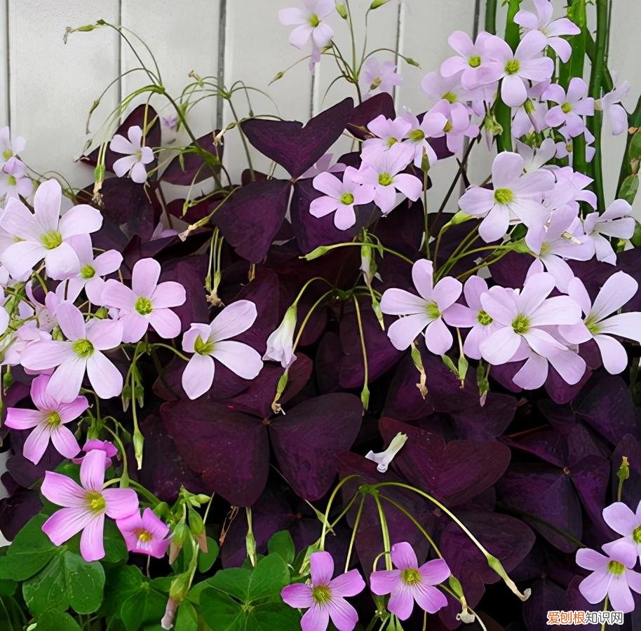 养好一盆花，“人养花三年，花养人一生！”家居盆花100种，总有几款你喜欢