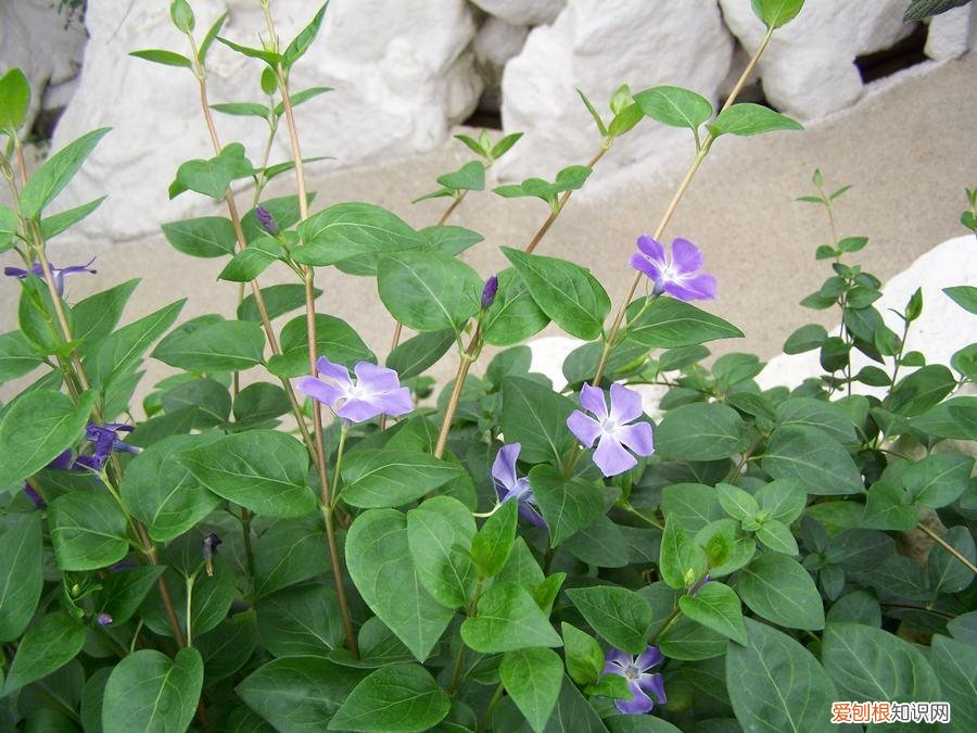 养好一盆花，“人养花三年，花养人一生！”家居盆花100种，总有几款你喜欢