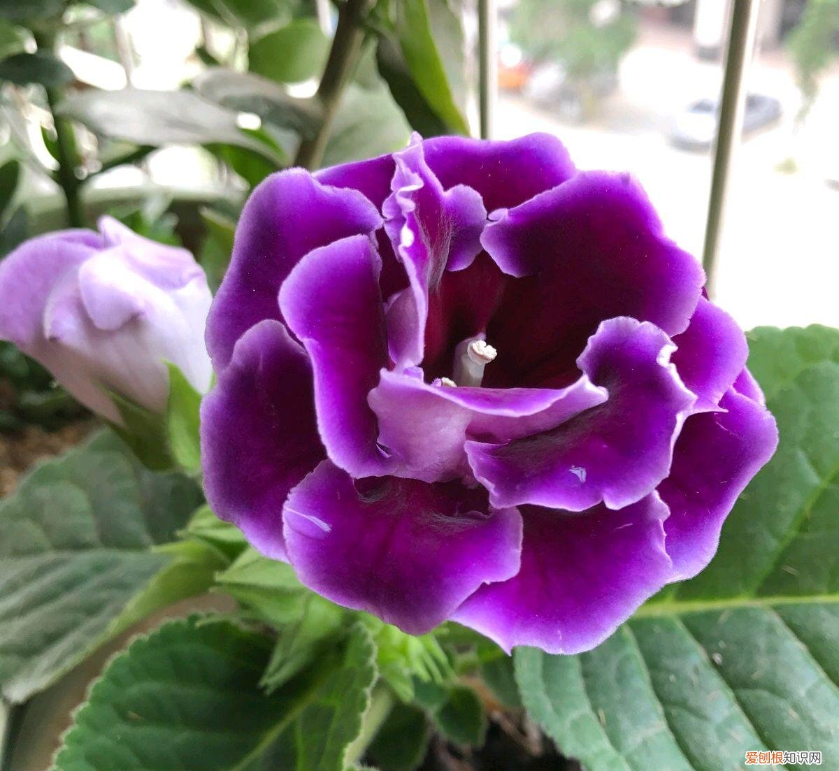 养好一盆花，“人养花三年，花养人一生！”家居盆花100种，总有几款你喜欢