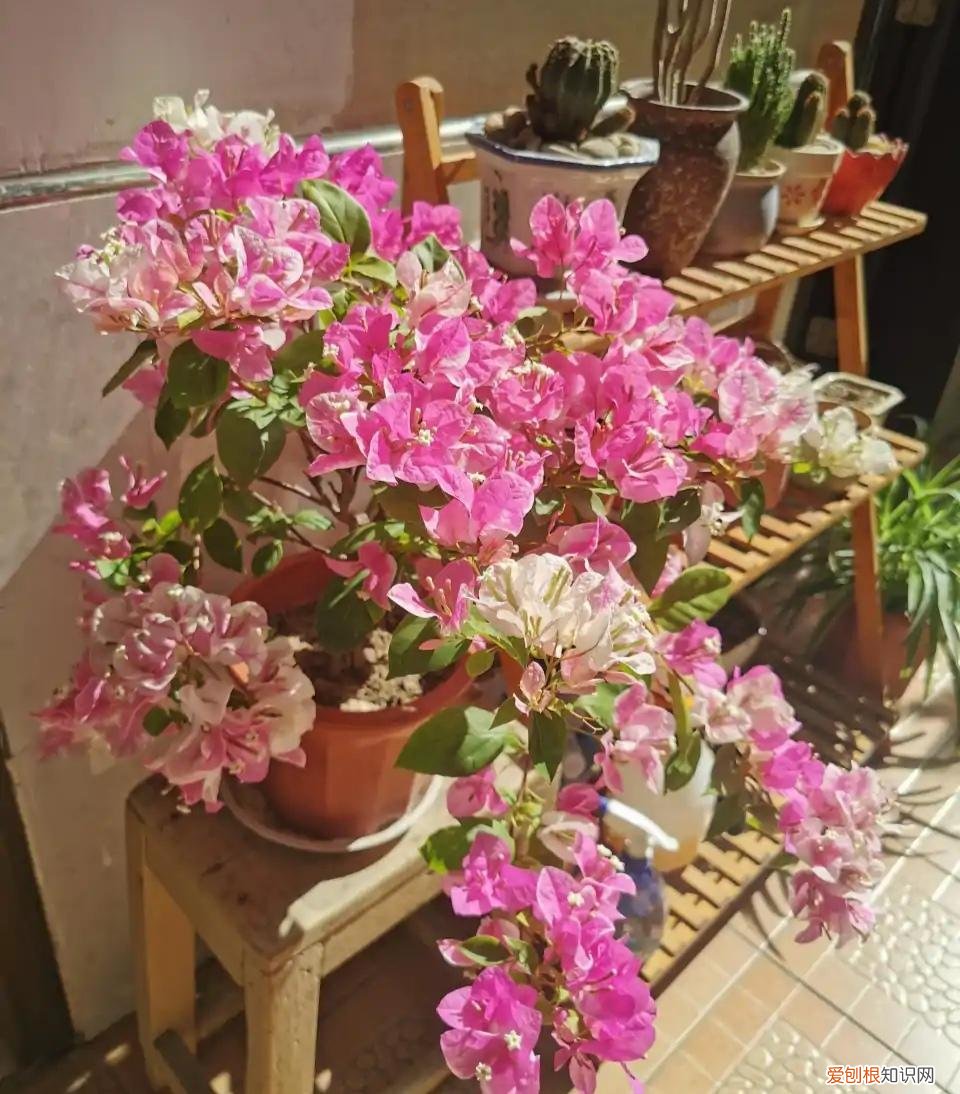 养好一盆花，“人养花三年，花养人一生！”家居盆花100种，总有几款你喜欢