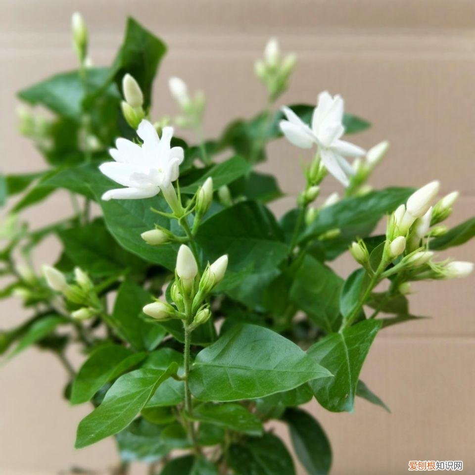 养好一盆花，“人养花三年，花养人一生！”家居盆花100种，总有几款你喜欢