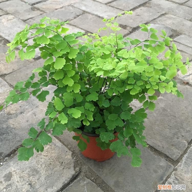 养好一盆花，“人养花三年，花养人一生！”家居盆花100种，总有几款你喜欢