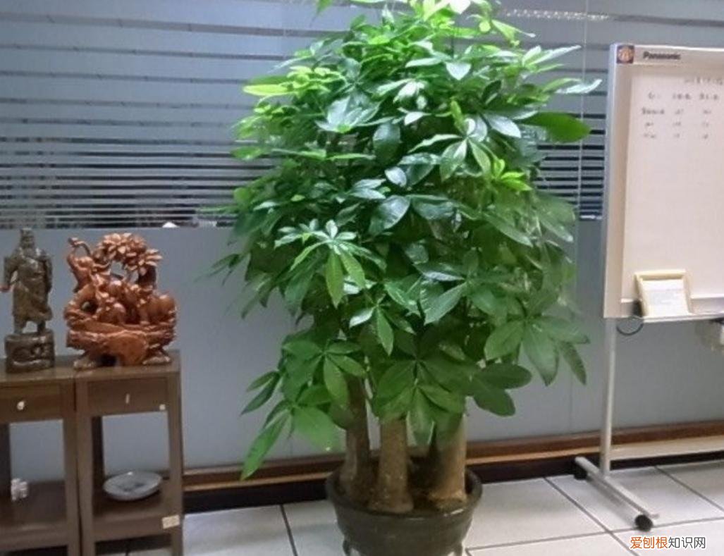 养好一盆花，“人养花三年，花养人一生！”家居盆花100种，总有几款你喜欢