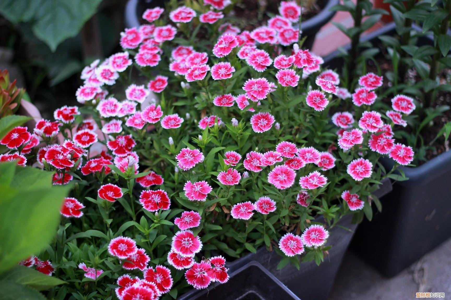 养好一盆花，“人养花三年，花养人一生！”家居盆花100种，总有几款你喜欢