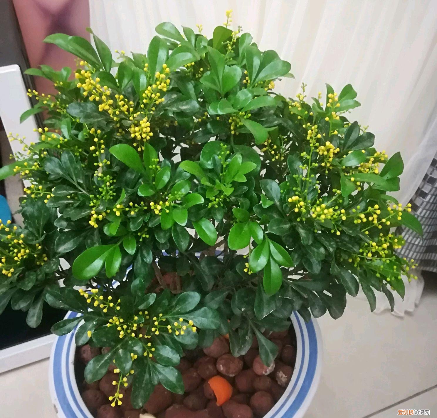 养好一盆花，“人养花三年，花养人一生！”家居盆花100种，总有几款你喜欢