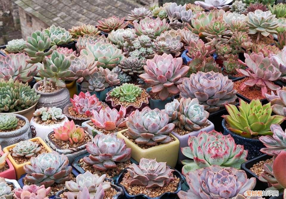 养好一盆花，“人养花三年，花养人一生！”家居盆花100种，总有几款你喜欢
