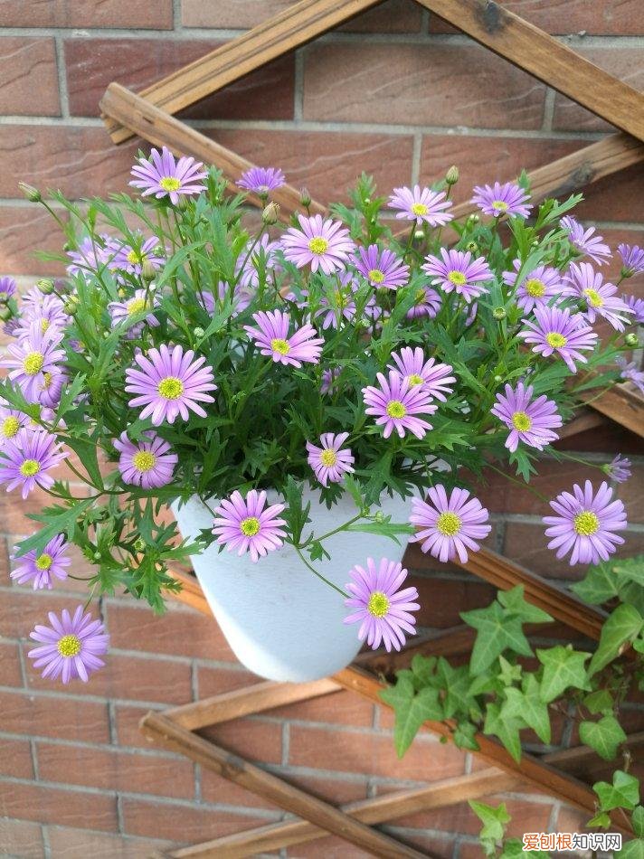 养好一盆花，“人养花三年，花养人一生！”家居盆花100种，总有几款你喜欢