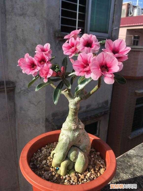 养好一盆花，“人养花三年，花养人一生！”家居盆花100种，总有几款你喜欢