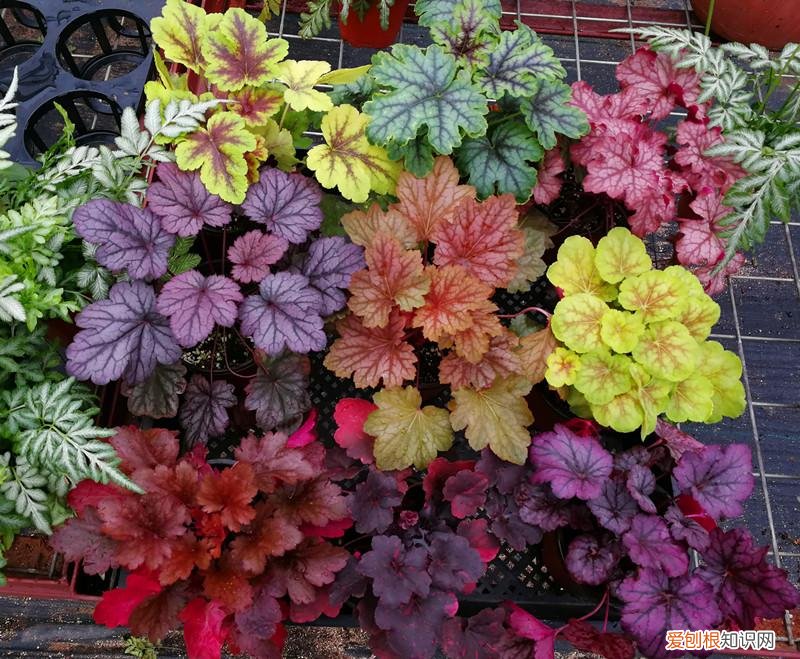 养好一盆花，“人养花三年，花养人一生！”家居盆花100种，总有几款你喜欢