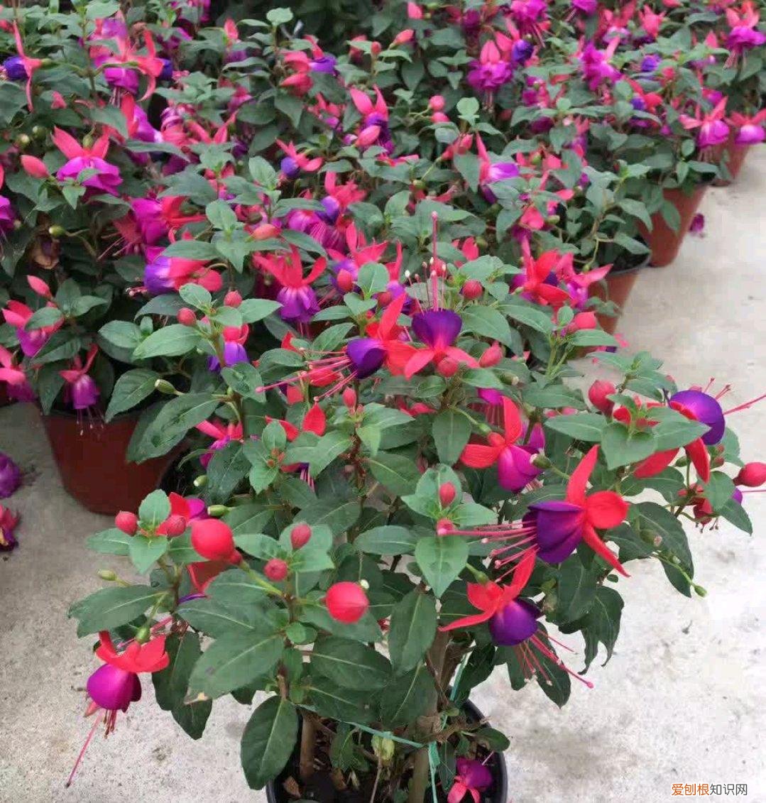 养好一盆花，“人养花三年，花养人一生！”家居盆花100种，总有几款你喜欢