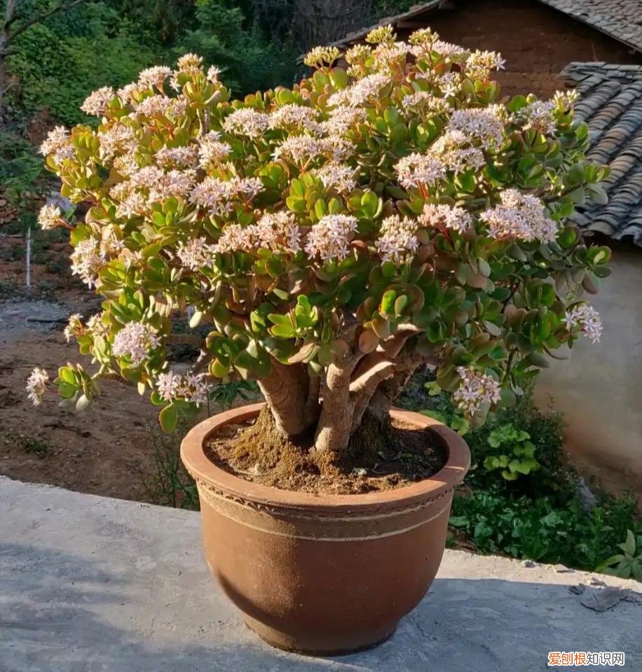 养好一盆花，“人养花三年，花养人一生！”家居盆花100种，总有几款你喜欢