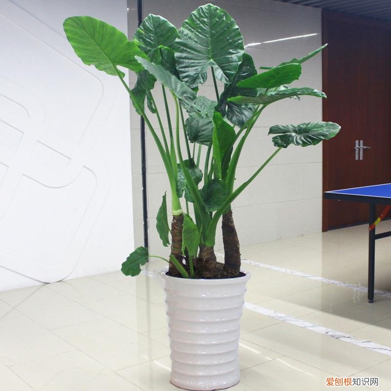 养好一盆花，“人养花三年，花养人一生！”家居盆花100种，总有几款你喜欢