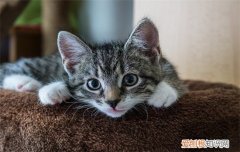 小猫感冒了怎么办用最简单的方法，小猫咪感冒了该怎么办?