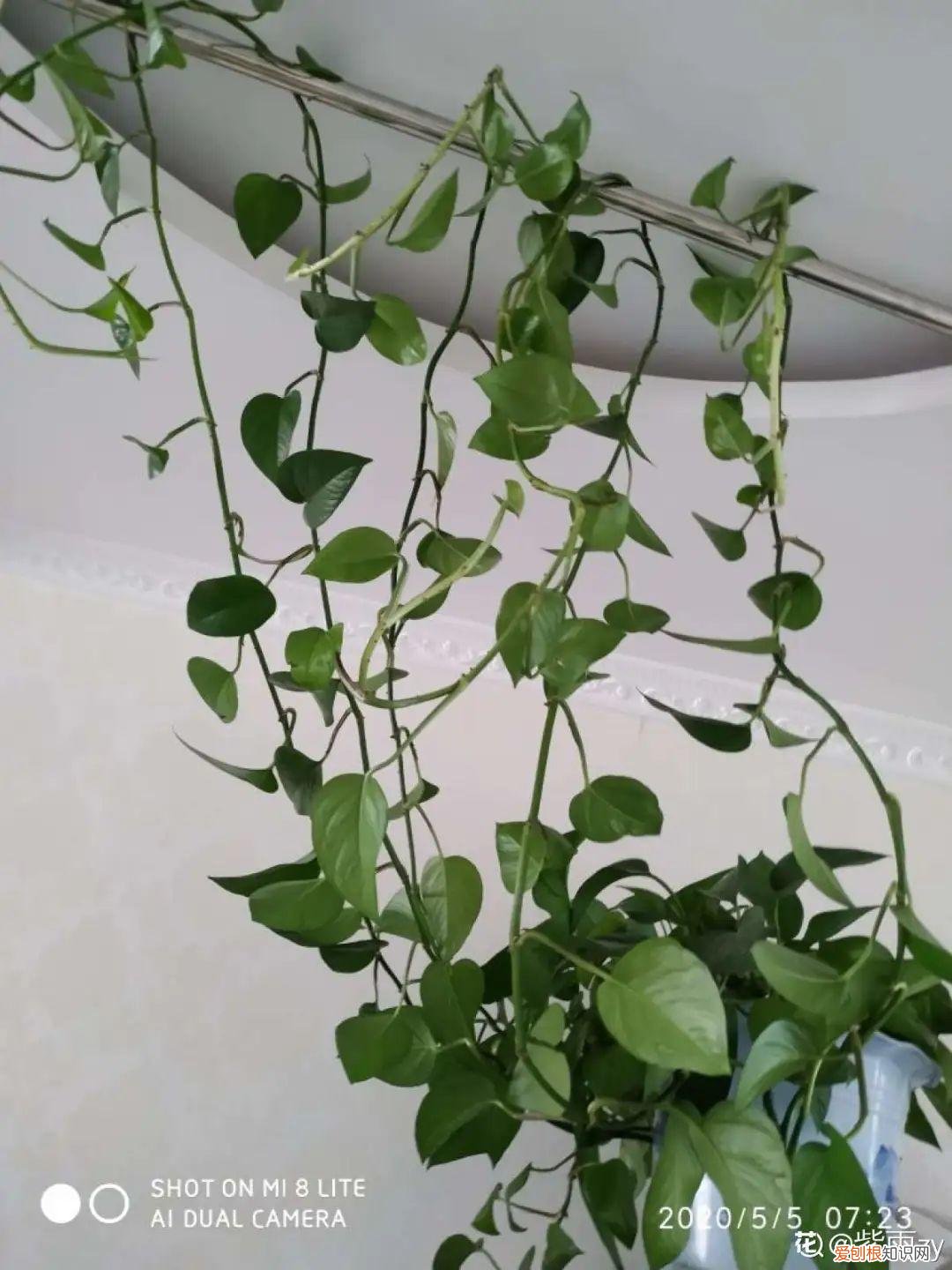 18种最好养的花,新手也能养爆盆,夏天开爆花吗，18种最好养的花，新手也能养爆盆，夏天开爆花