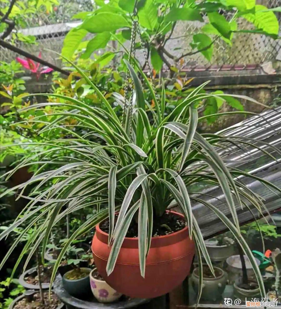 18种最好养的花,新手也能养爆盆,夏天开爆花吗，18种最好养的花，新手也能养爆盆，夏天开爆花