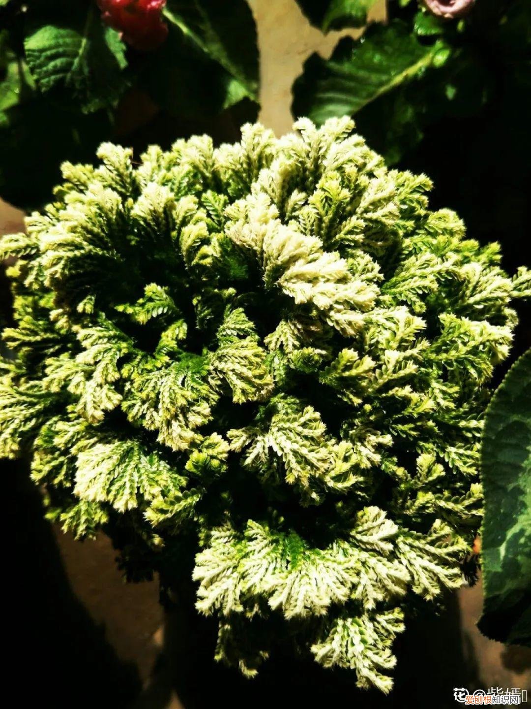 18种最好养的花,新手也能养爆盆,夏天开爆花吗，18种最好养的花，新手也能养爆盆，夏天开爆花