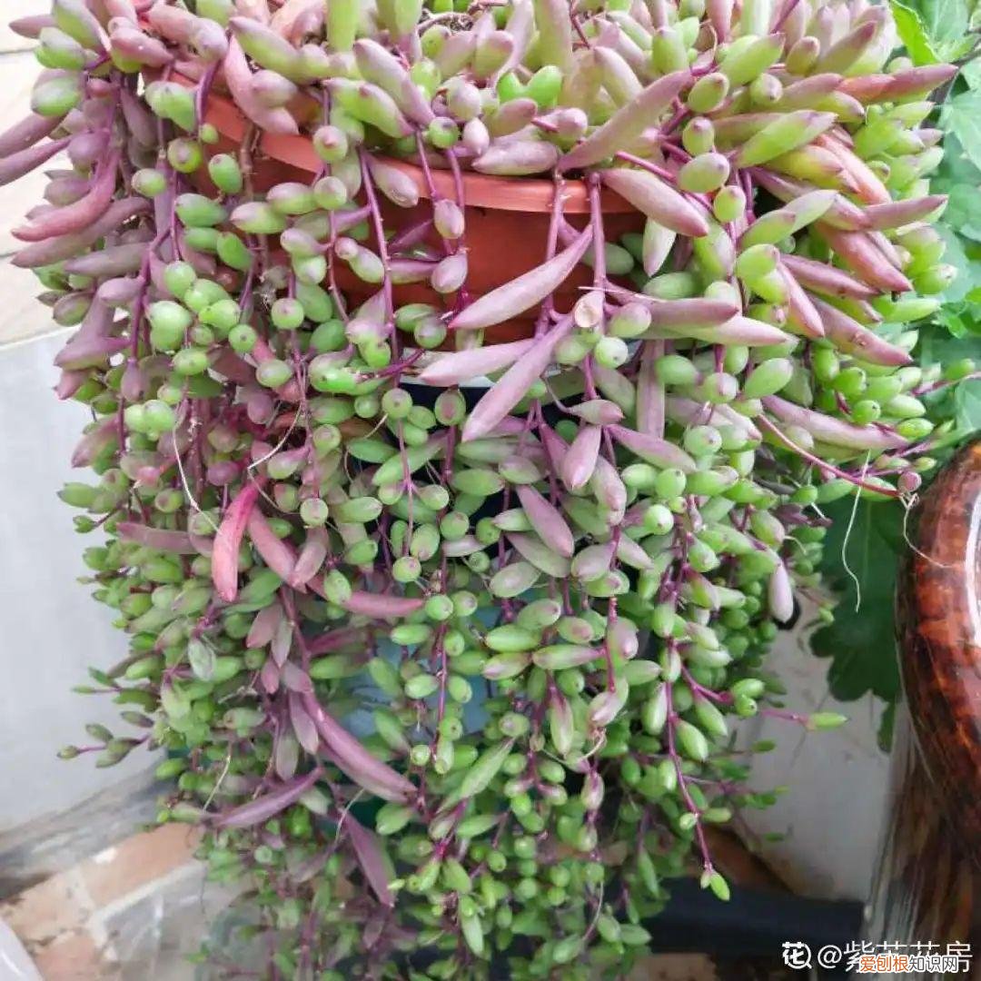 18种最好养的花,新手也能养爆盆,夏天开爆花吗，18种最好养的花，新手也能养爆盆，夏天开爆花
