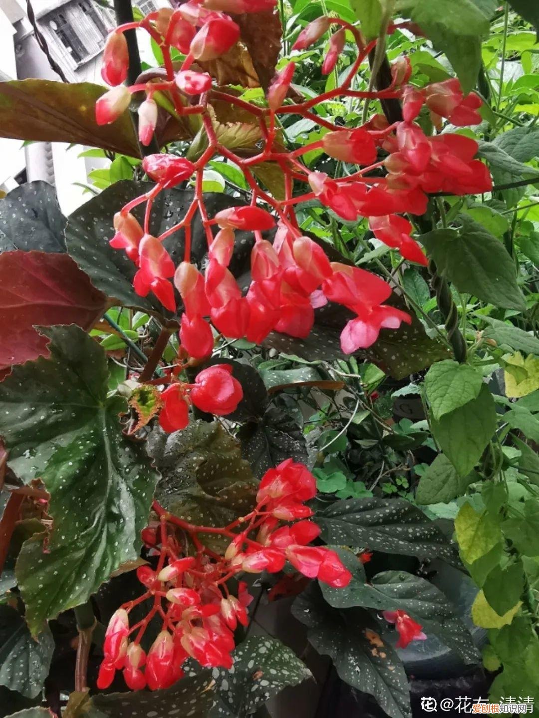 18种最好养的花,新手也能养爆盆,夏天开爆花吗，18种最好养的花，新手也能养爆盆，夏天开爆花