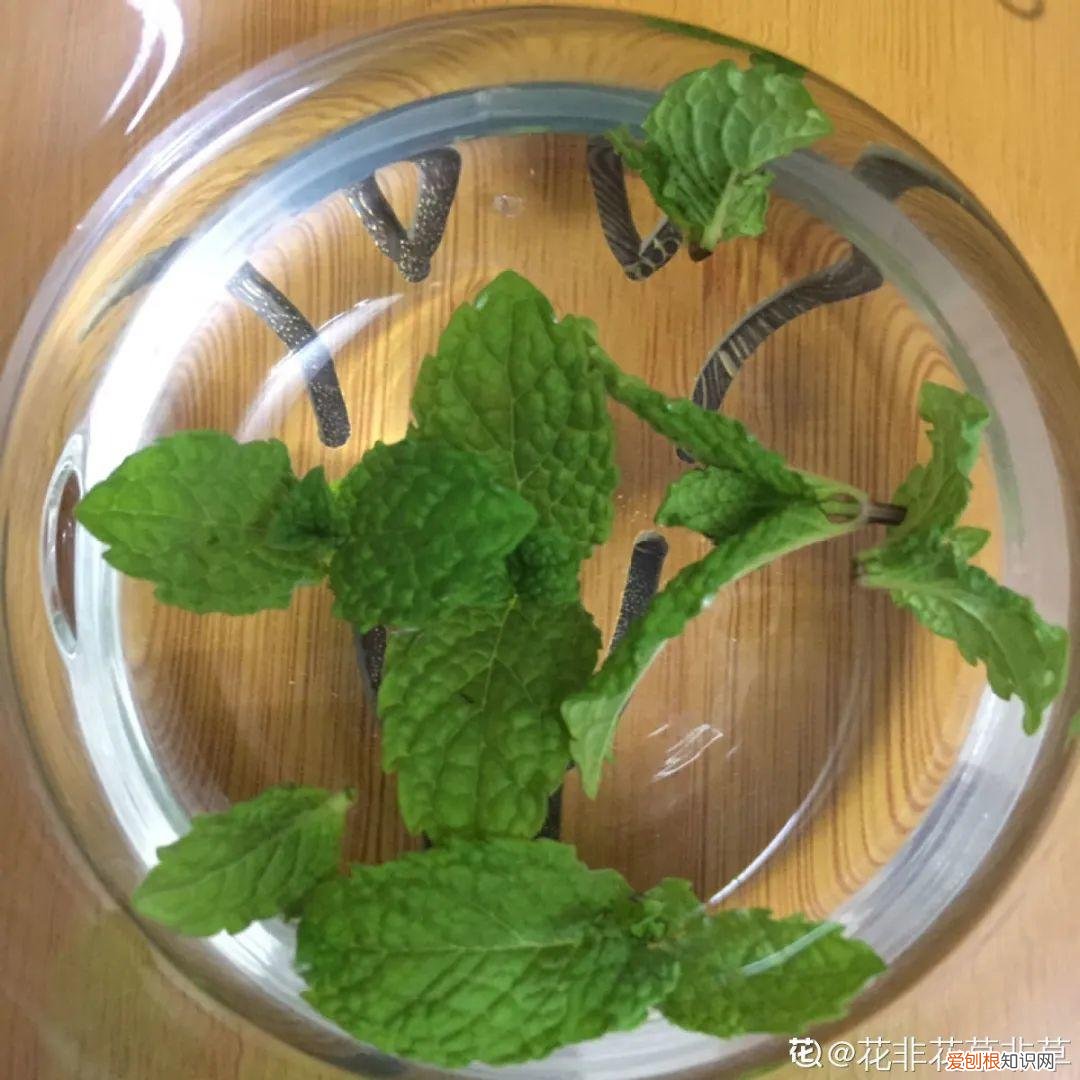 18种最好养的花,新手也能养爆盆,夏天开爆花吗，18种最好养的花，新手也能养爆盆，夏天开爆花