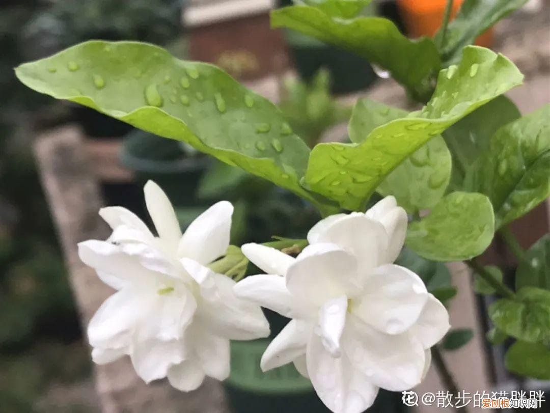 18种最好养的花,新手也能养爆盆,夏天开爆花吗，18种最好养的花，新手也能养爆盆，夏天开爆花