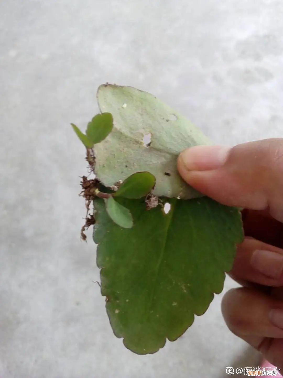 18种最好养的花,新手也能养爆盆,夏天开爆花吗，18种最好养的花，新手也能养爆盆，夏天开爆花
